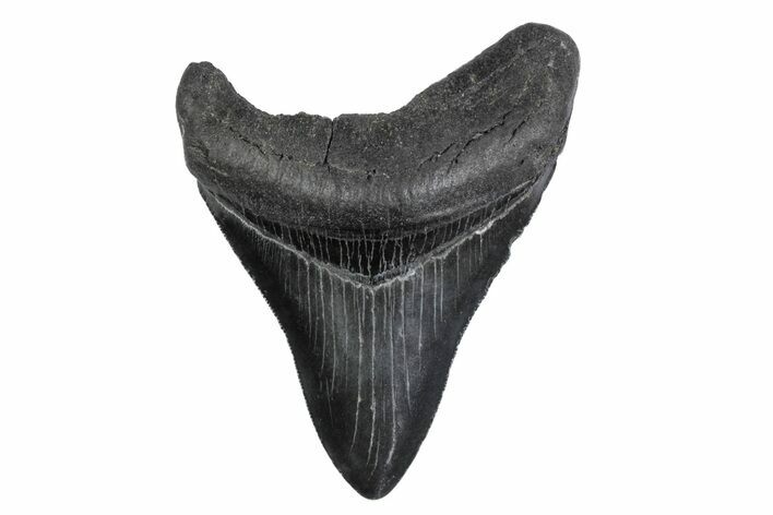Fossil Megalodon Tooth - North Carolina #379142